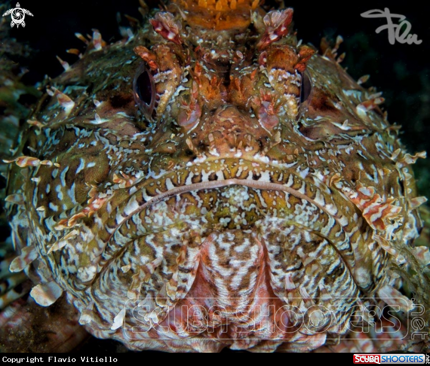 A scorpion fish