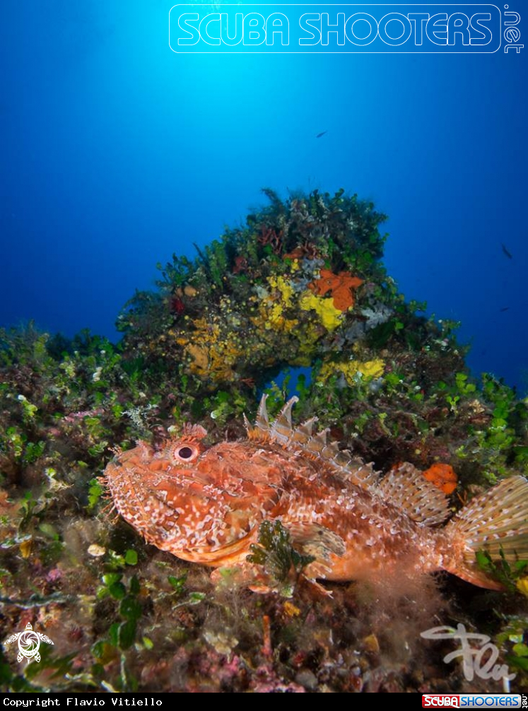 A scorpion fish