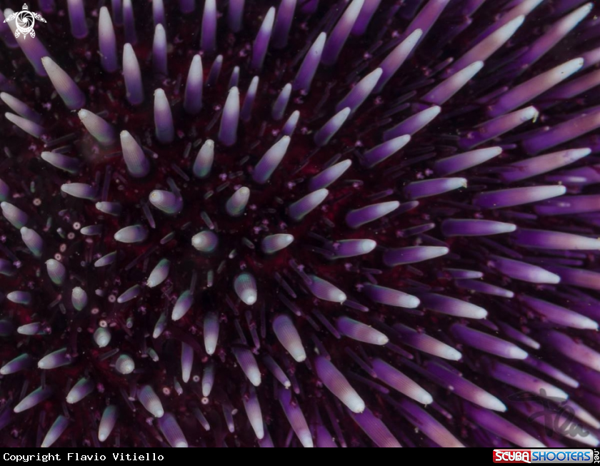 A sea urchin