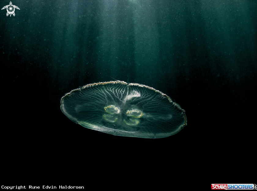 A Moon jelly