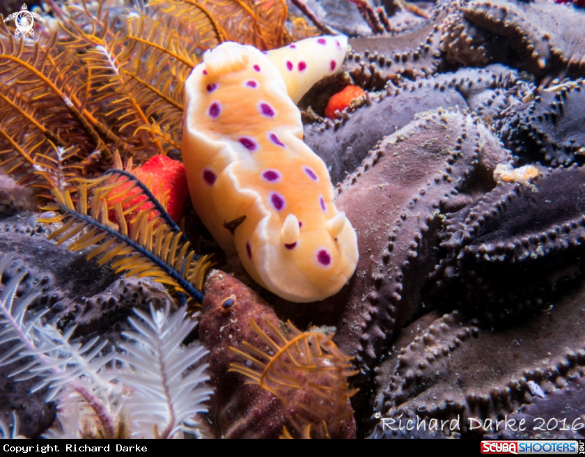 A Ink-spot Nudibranch