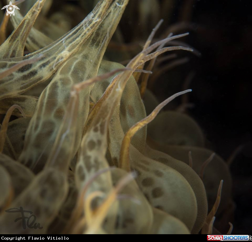 A Brown anemone