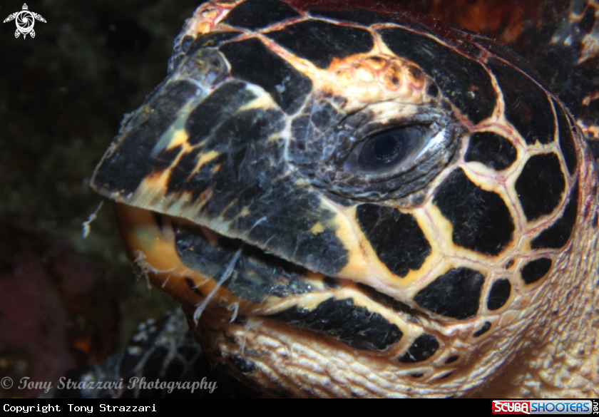 A Hawksbill Turtle