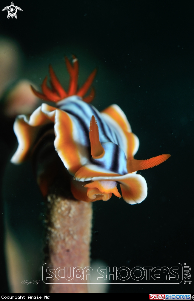 A Nudi