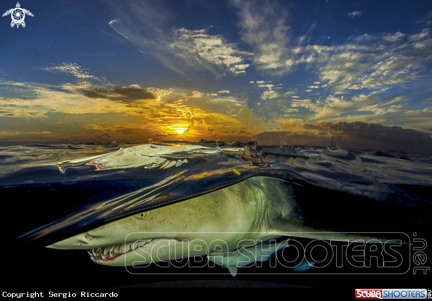 A underwater creature