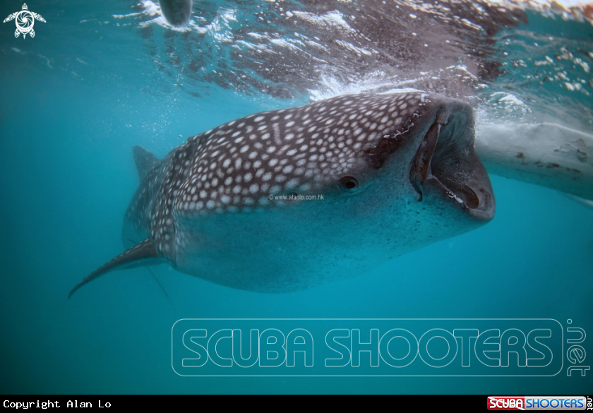 A whaleshark