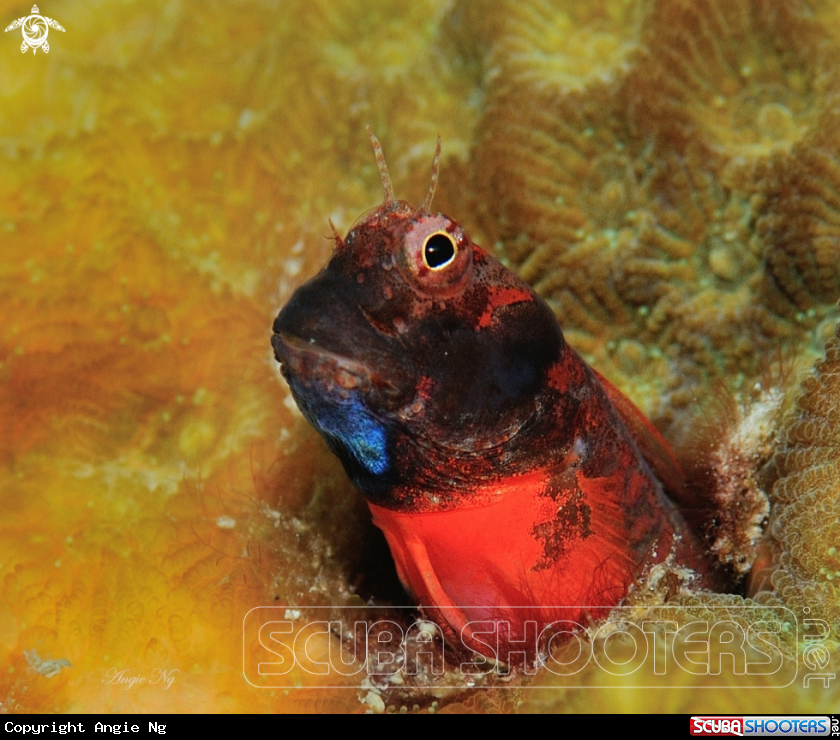 A Blenny 