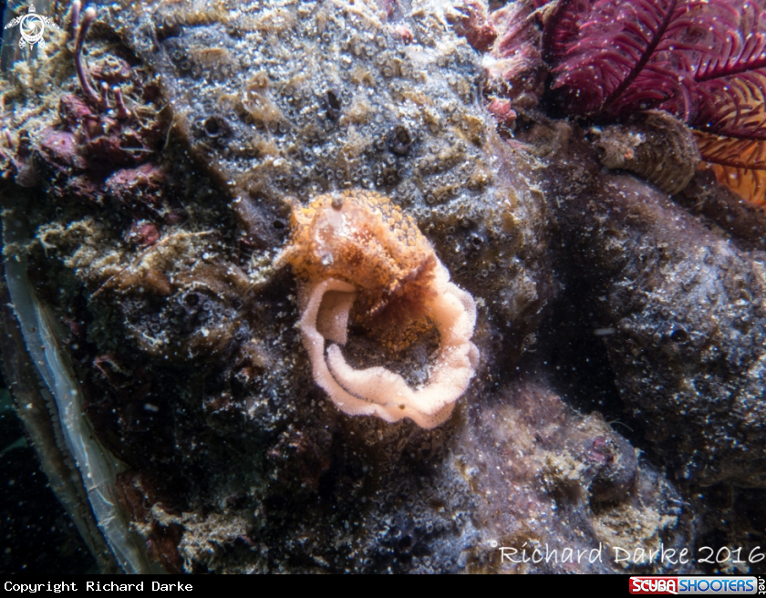 A Blotchy Dorid