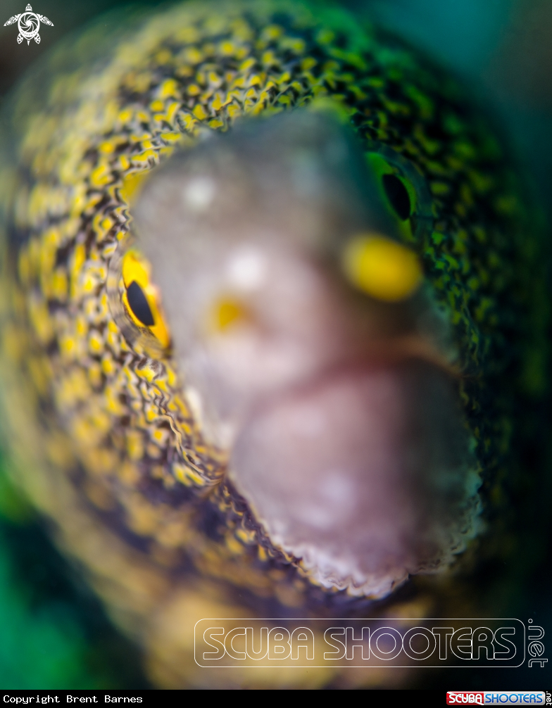 A Snowflake Eel