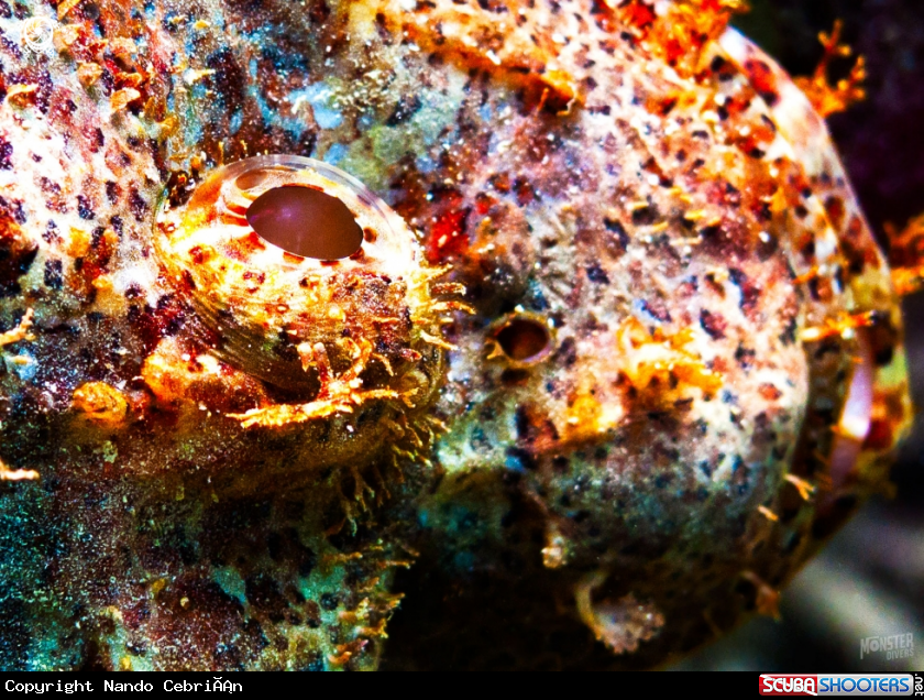 A Devil Scorpion fish 