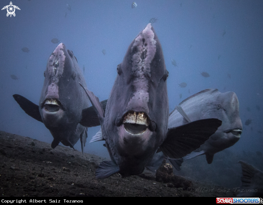 A Parrotfish