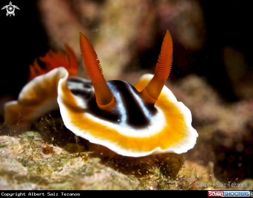 A Nudibranch