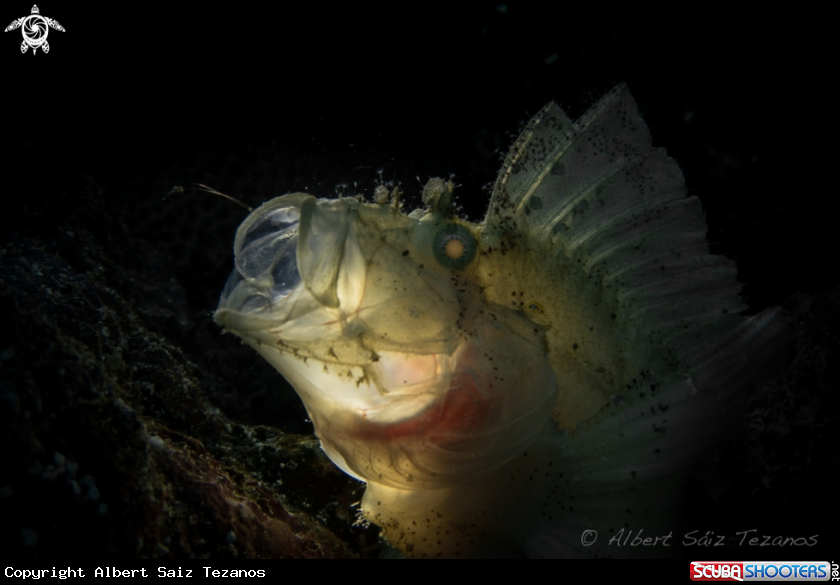 A Leaf scorpionfish