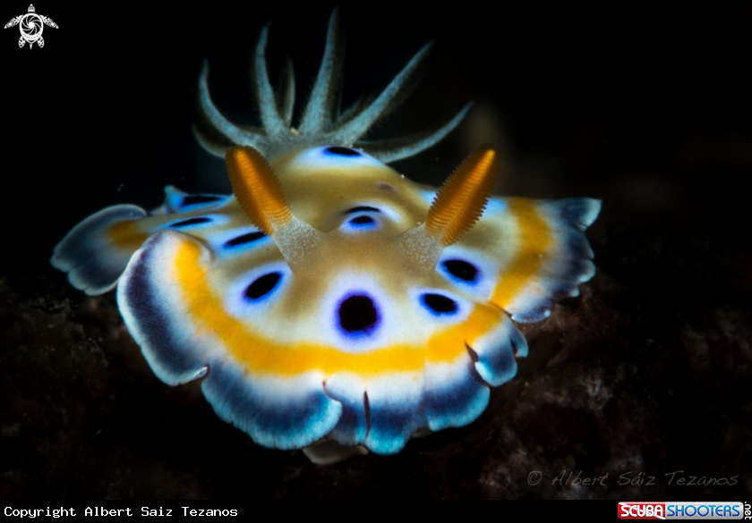 A Nudibranch