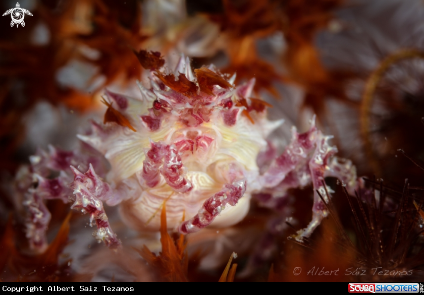 A Candy Crab