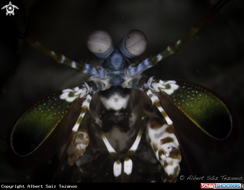 A Peacock Mantis Shrimp