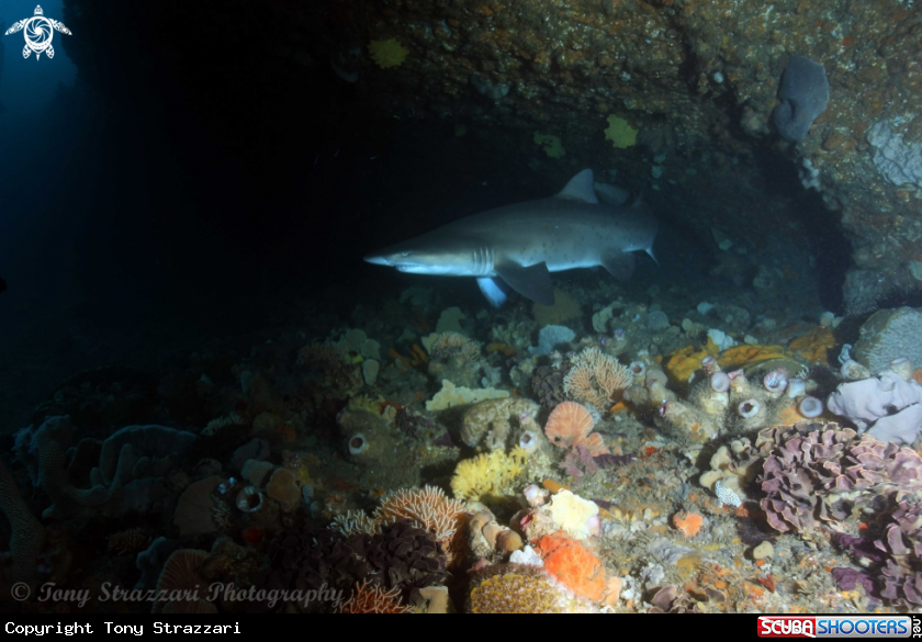 A Grey nurse shark