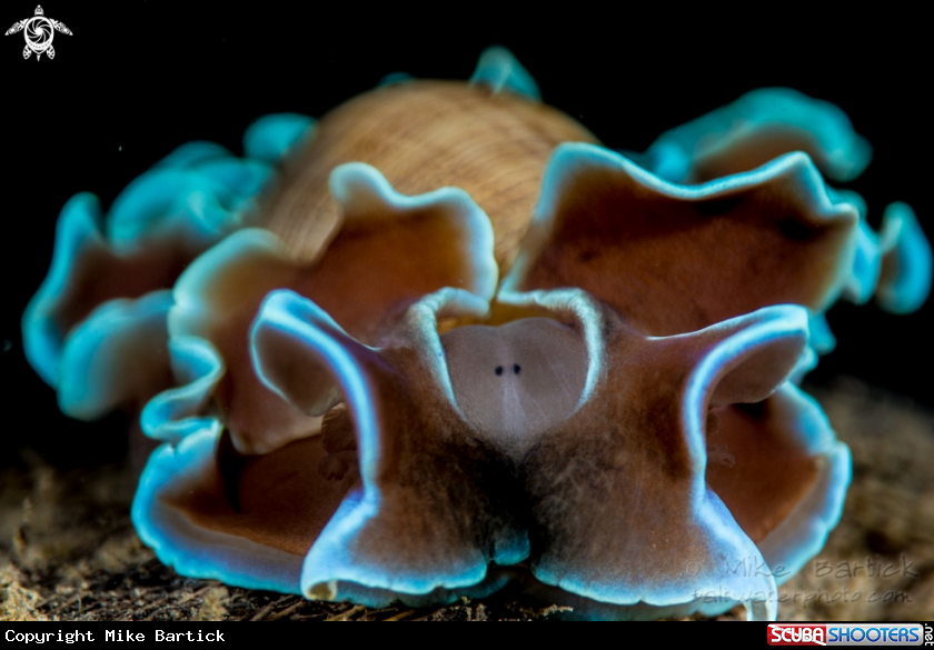 A Macrocella-Bubble snail