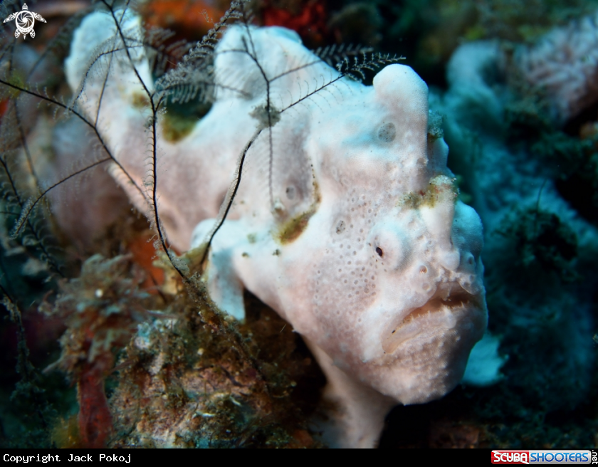 A Painted Frogfish