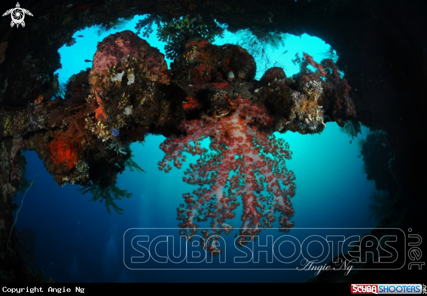 A soft coral