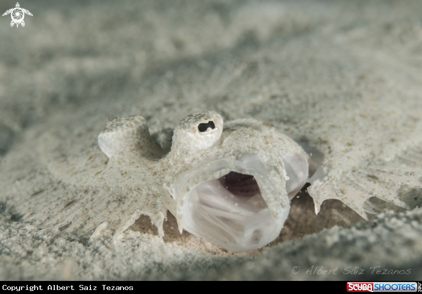 A Flounder