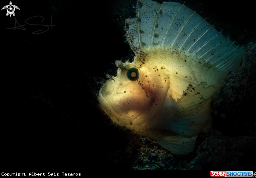 A Leaf scorpionfish