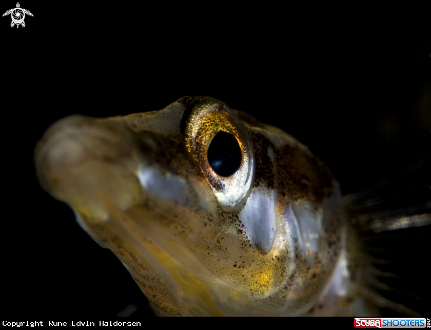 A Fifteen-spined stickleback