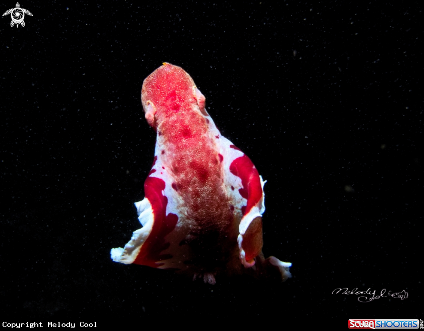 A Nudibranch