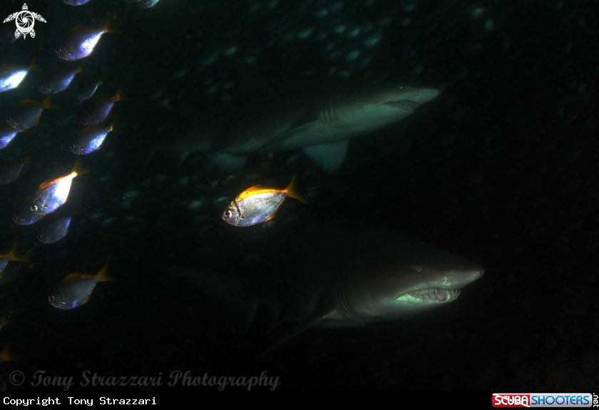 A Grey nurse shark