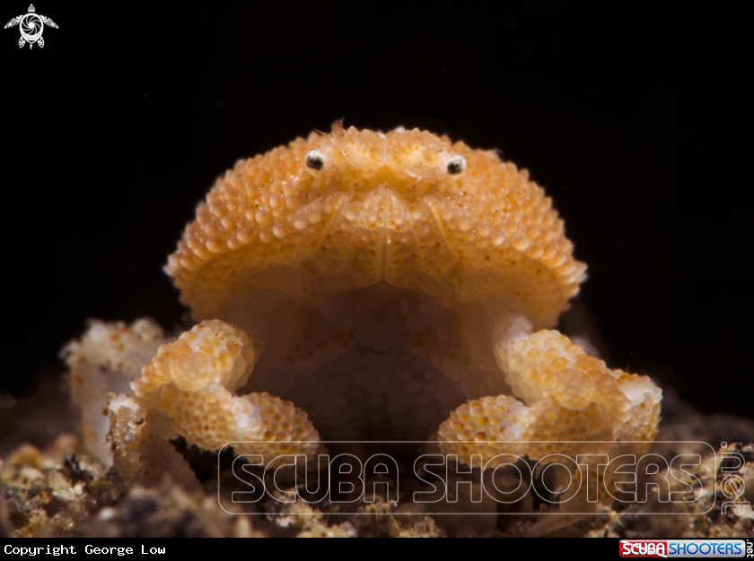 A Pearl Granular Crab