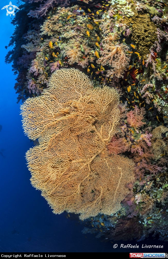 A Coral fan