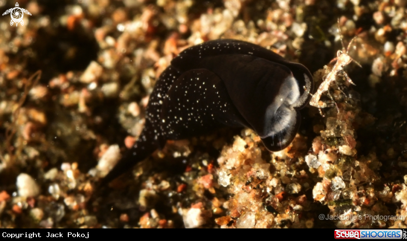 A Headshield slug