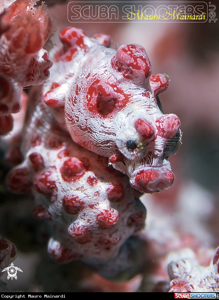 A Pygmy seahorse