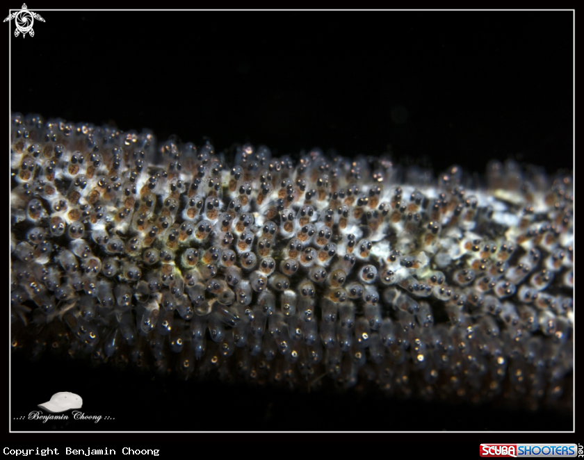 A Damselfish Eggs