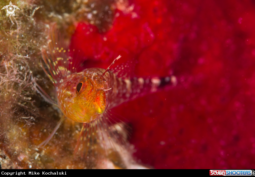 A Small Triplefin