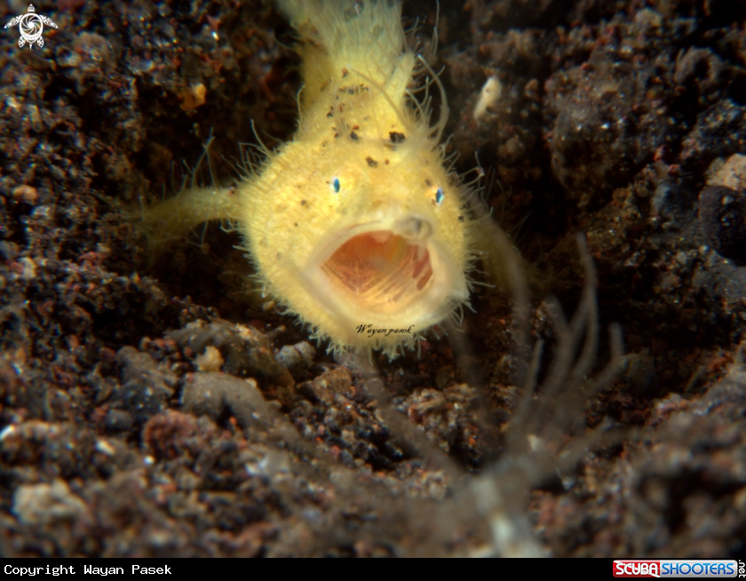 A froggy-Antennarius striatus