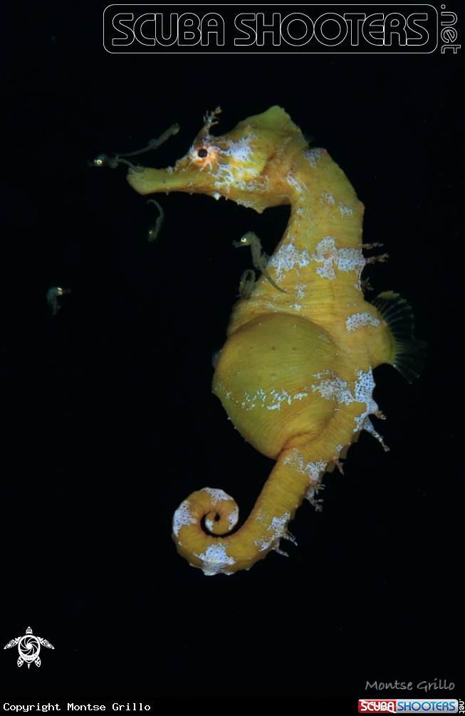 A Seahorse