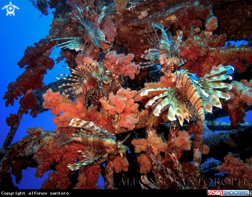 A pterois