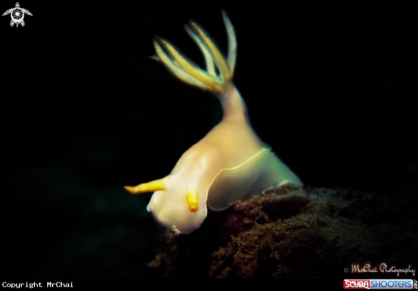 A Nudibranch