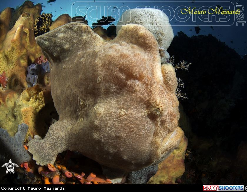 A Frogfish