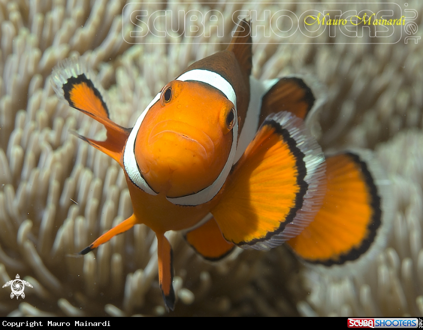 A Clown fish