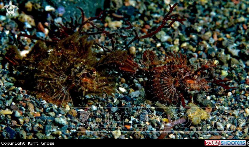 A Ambon Skorpion Fish