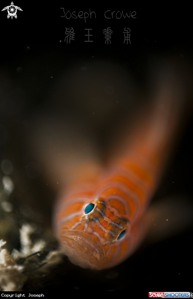 A Psychadelic goby