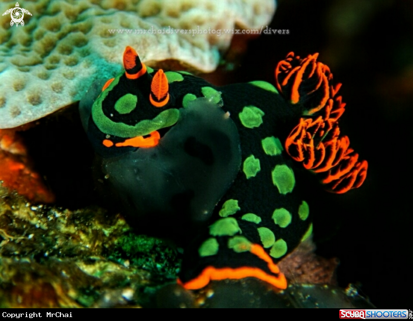 A Broccoli nudibranch