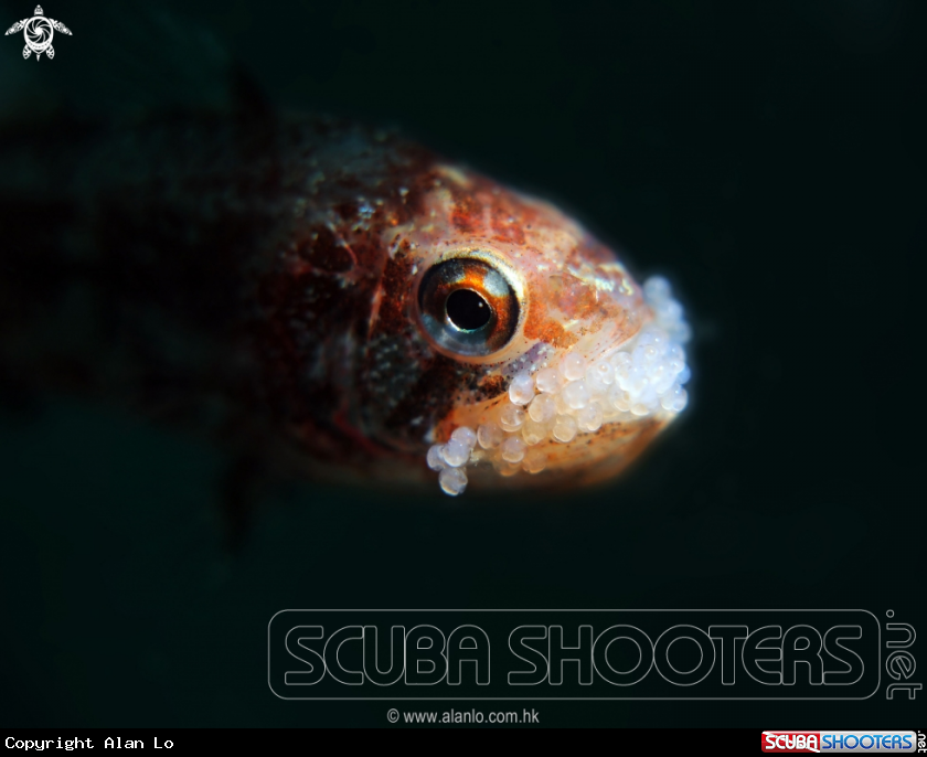 A cardinal fish