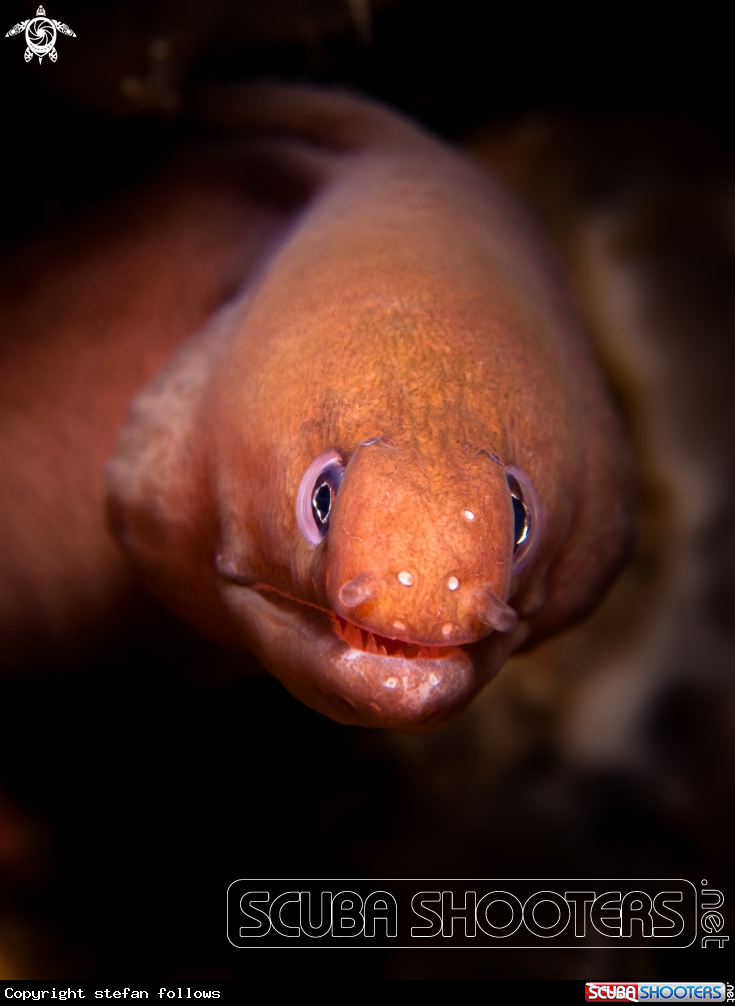 A   Pale Chin Moray