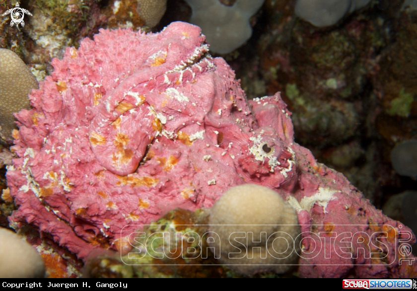 A Stonefish