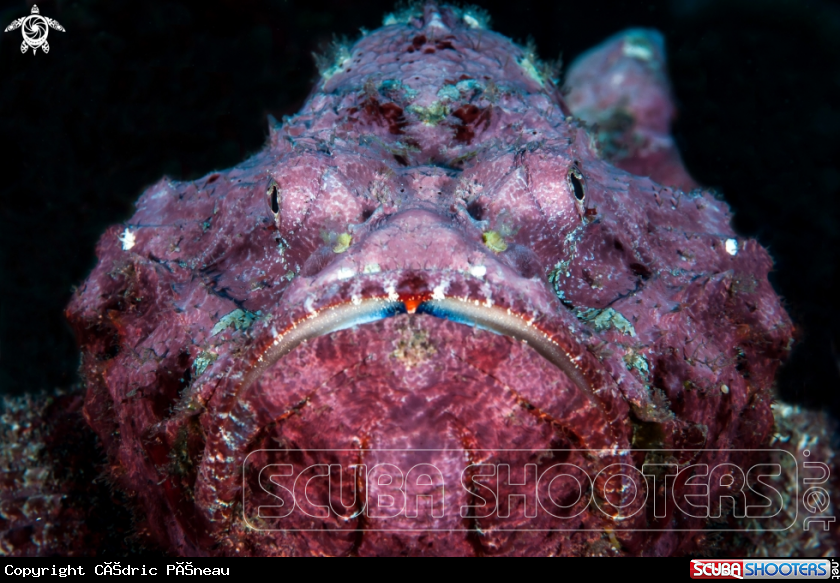 A scorpionfish