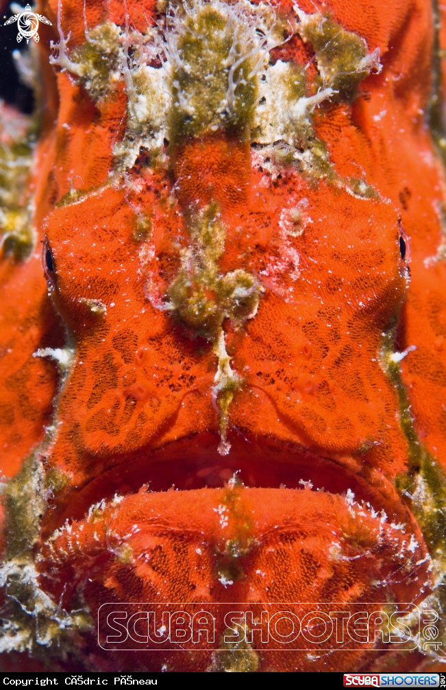 A giant frogfish