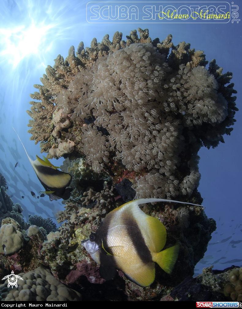 A Butterfly fish